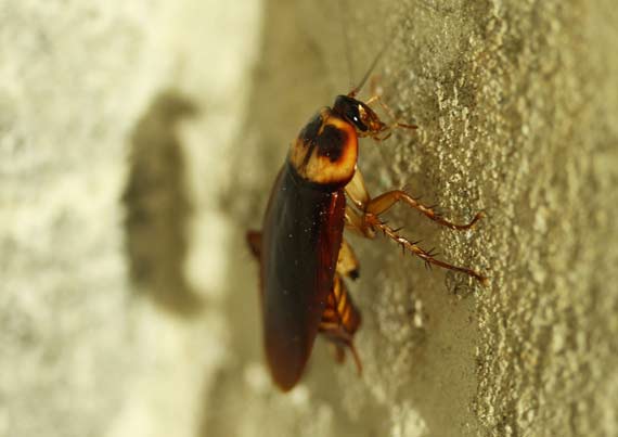 Traitement efficace contre les insectes près de Fillinges